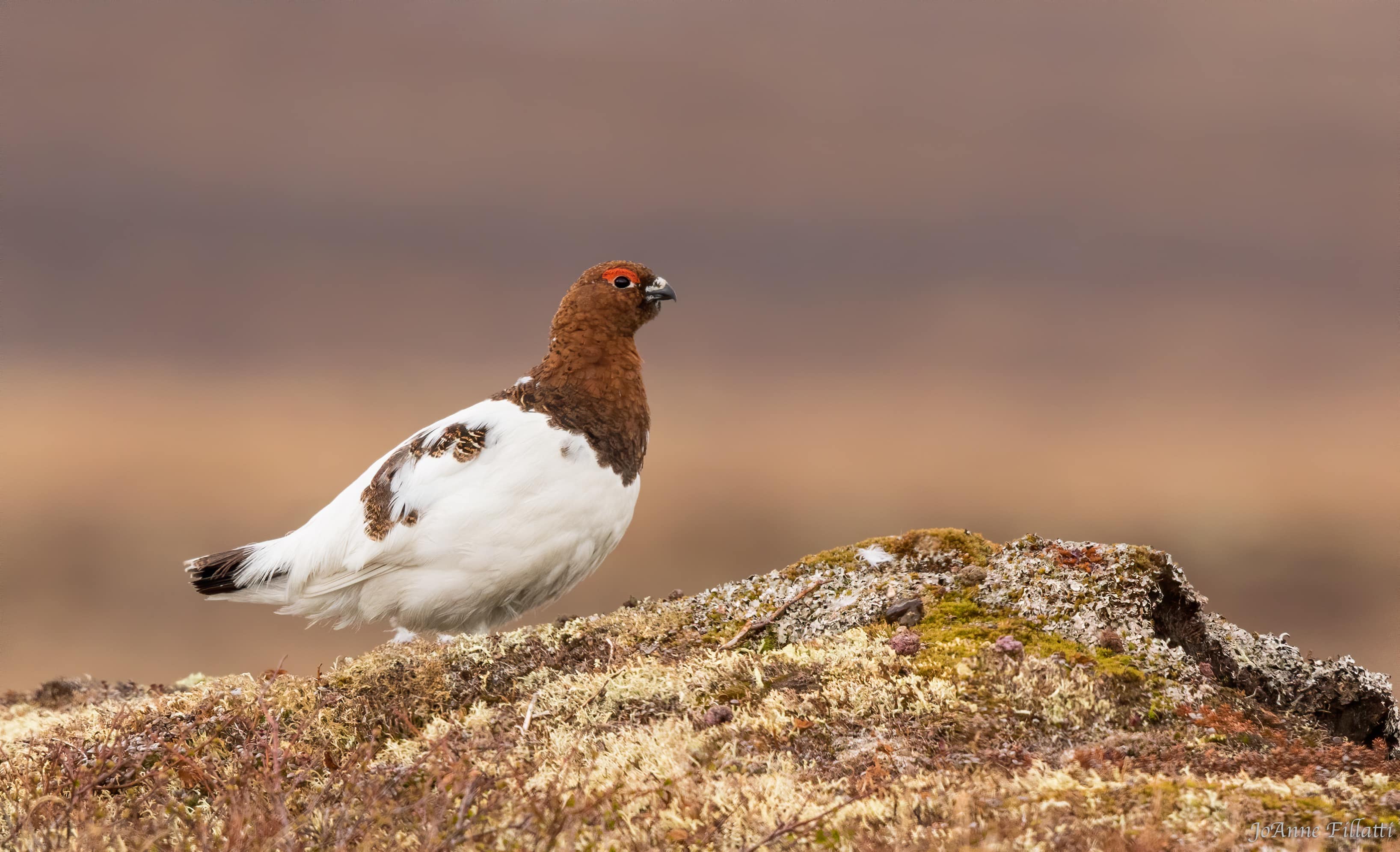 bird of alaska image 5